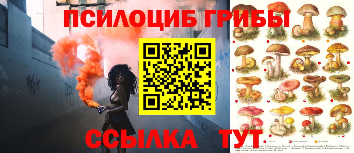 Псилоцибиновые грибы Psilocybine cubensis Зима